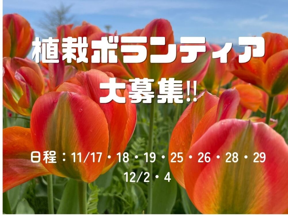 チューリップの球根植えボランティア大募集‼