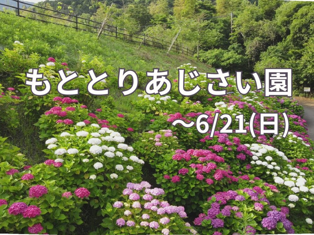 【～6/21(日)】<br>もととりあじさい園
