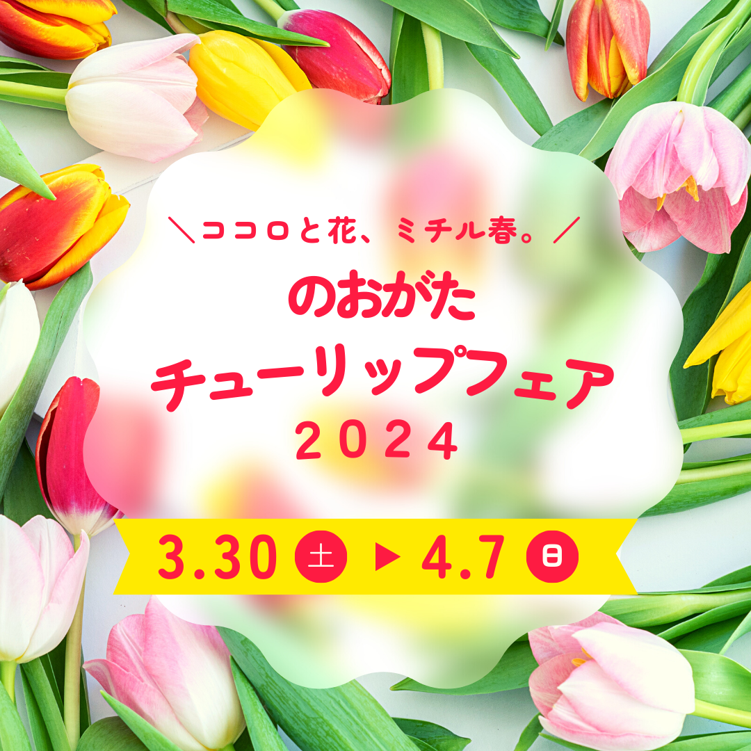 【3/30(土)～4/7(日)】<br>のおがたチューリップフェア2024開催🌷