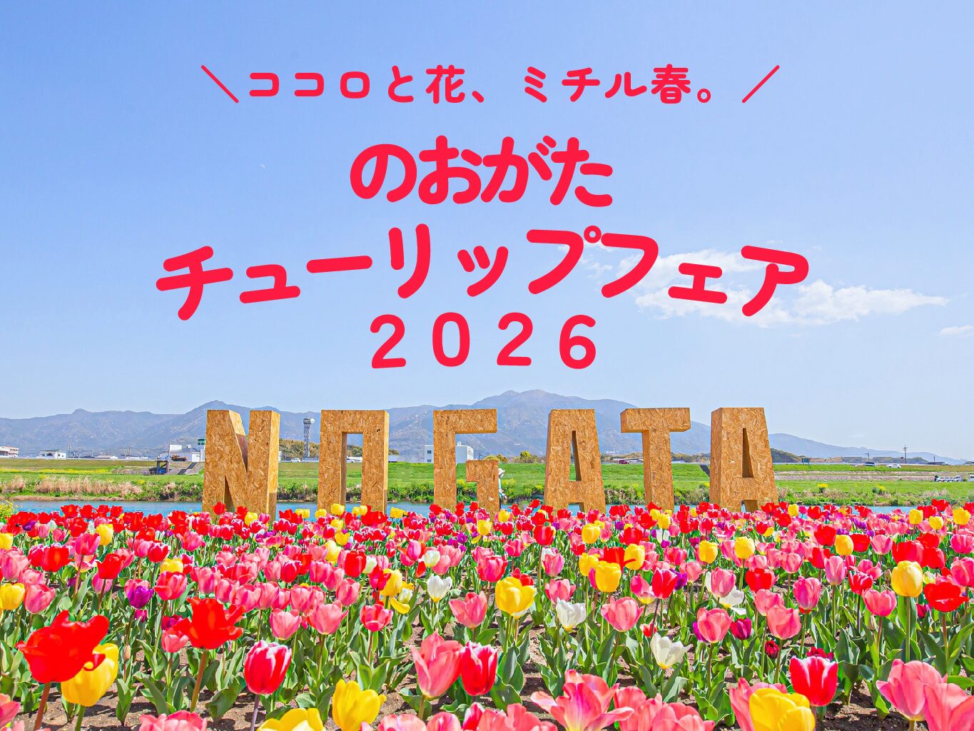 【3/28(土)~4/5(日)】<br>のおがたチューリップフェア2026