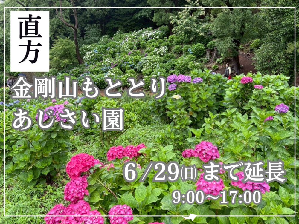 【6/1(日)～6/29(日)】<br>金剛山もととりあじさい園